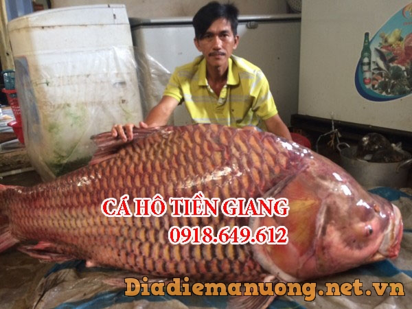 Mua Bán Cá Hô Tiền Giang